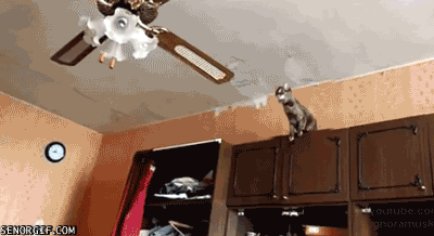 funny-gifs-lil-leaper.gif