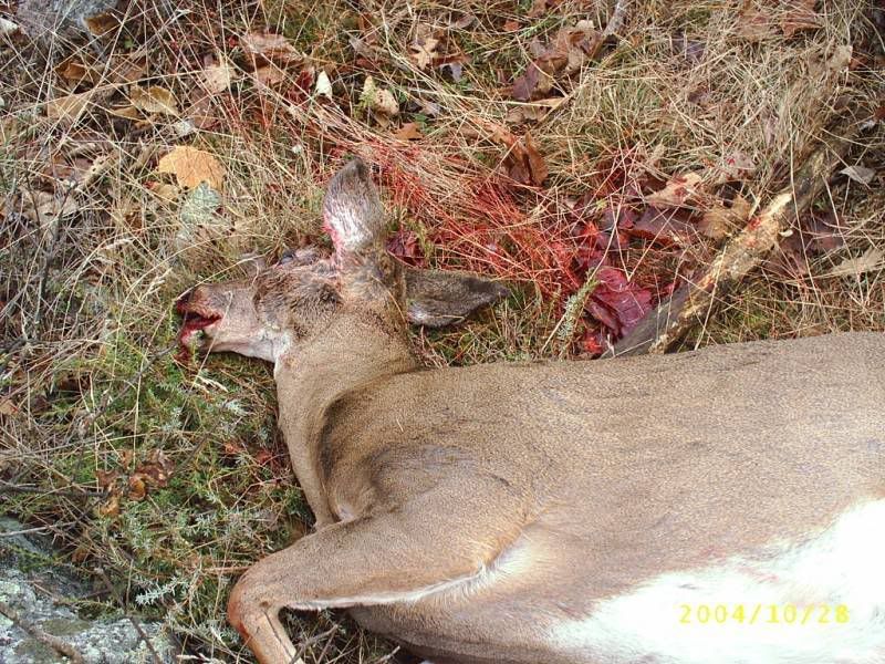 Doe-1.jpg
