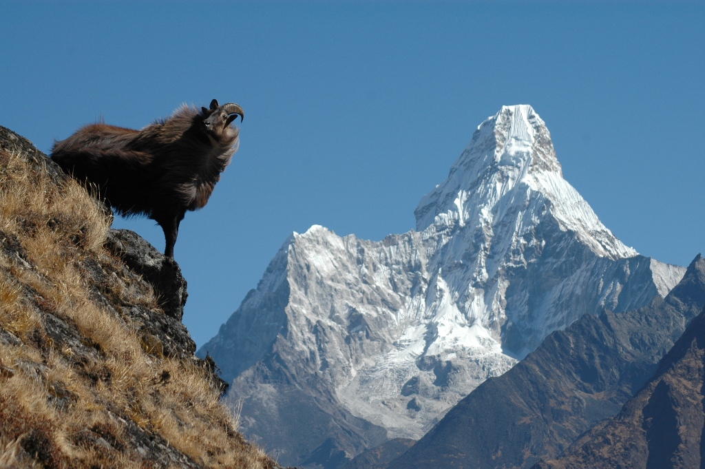 tahr_everest_ale052.jpg
