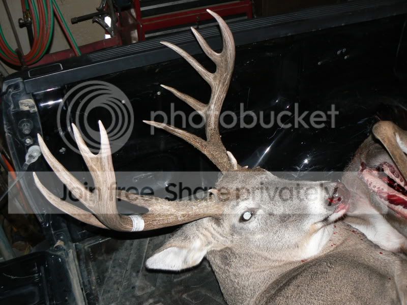 BigBuck09008.jpg