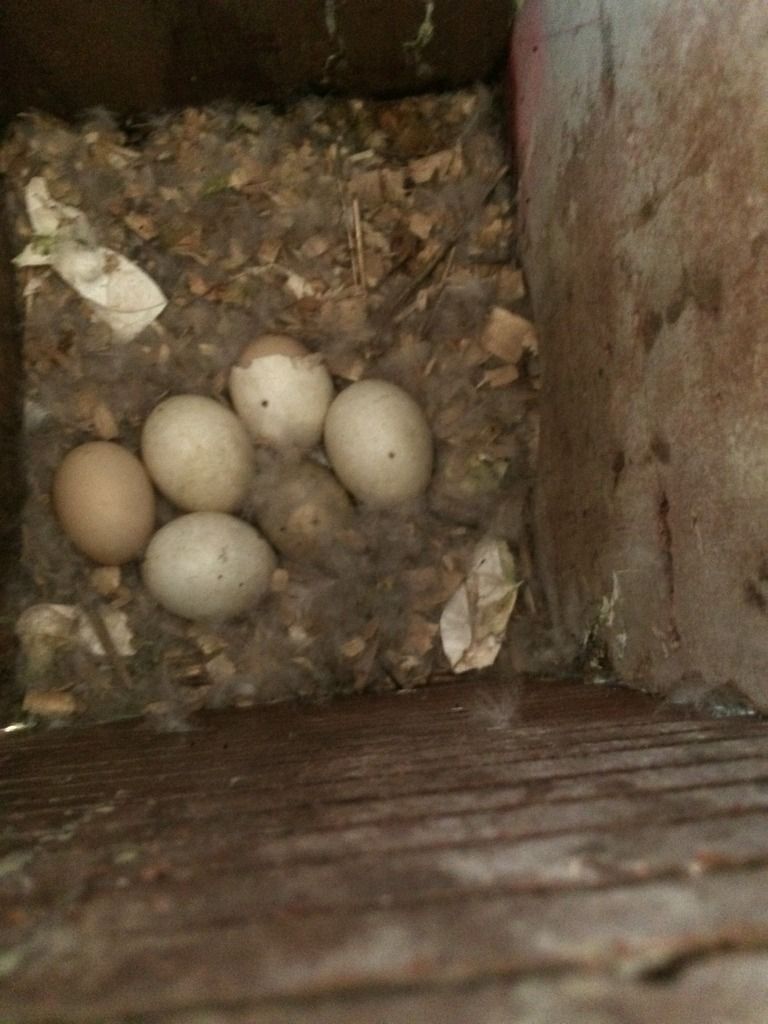 image_zpsbjlbrwgw.jpeg~original