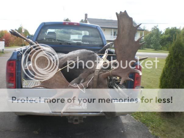 moose.jpg