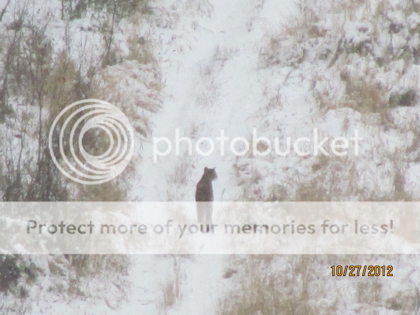 IMG_0015-2.jpg~original