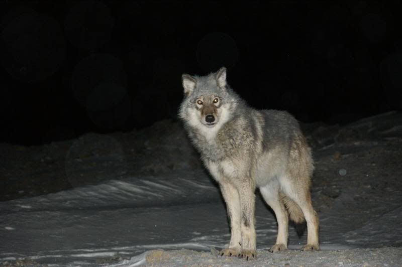 Wolf_zps595977d1.jpg