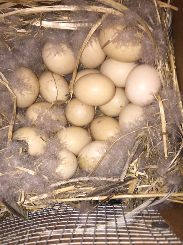 image_zps4vit2nkx.jpeg~original