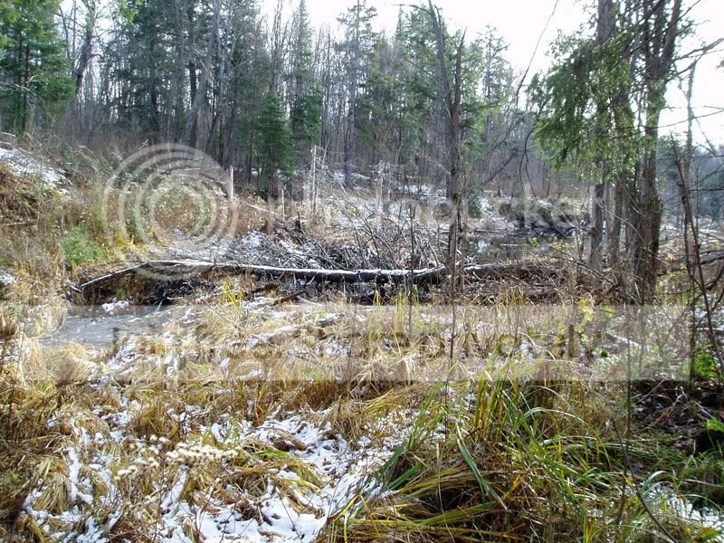 Beaver-Dam.jpg