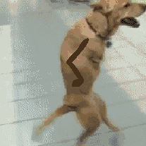 tumblr_mnko5ndL761srq88jo1_250.gif
