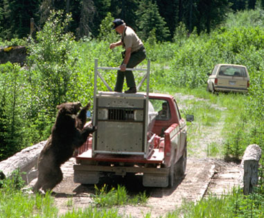 BearRelease5.jpg