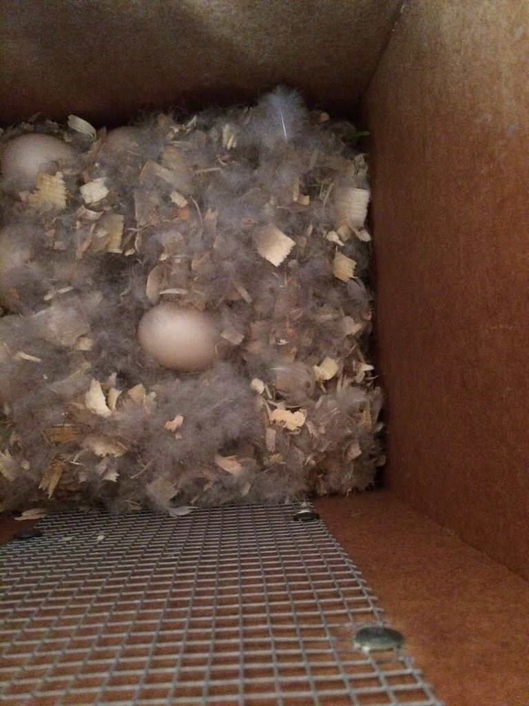 image_zpsuecfba6s.jpeg~original