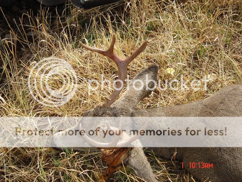 deerpics009.jpg