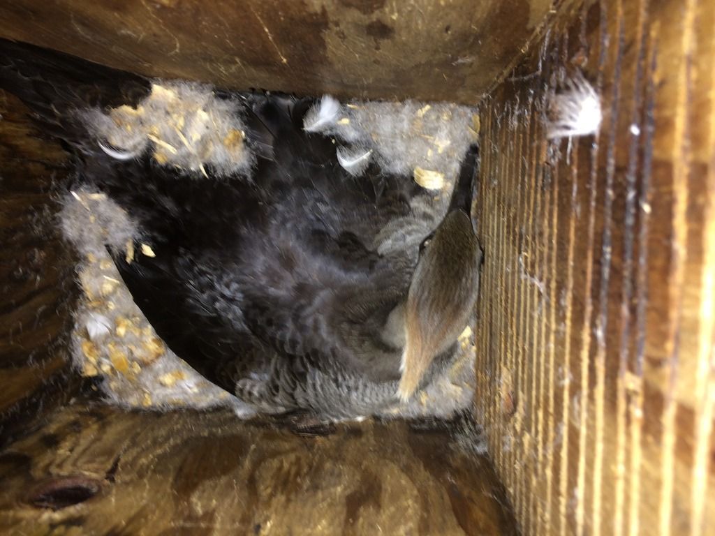 image_zpspuonsfyu.jpeg~original