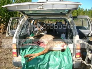 Moose04028.jpg