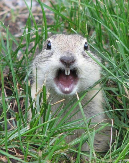 gopher-yell.jpg