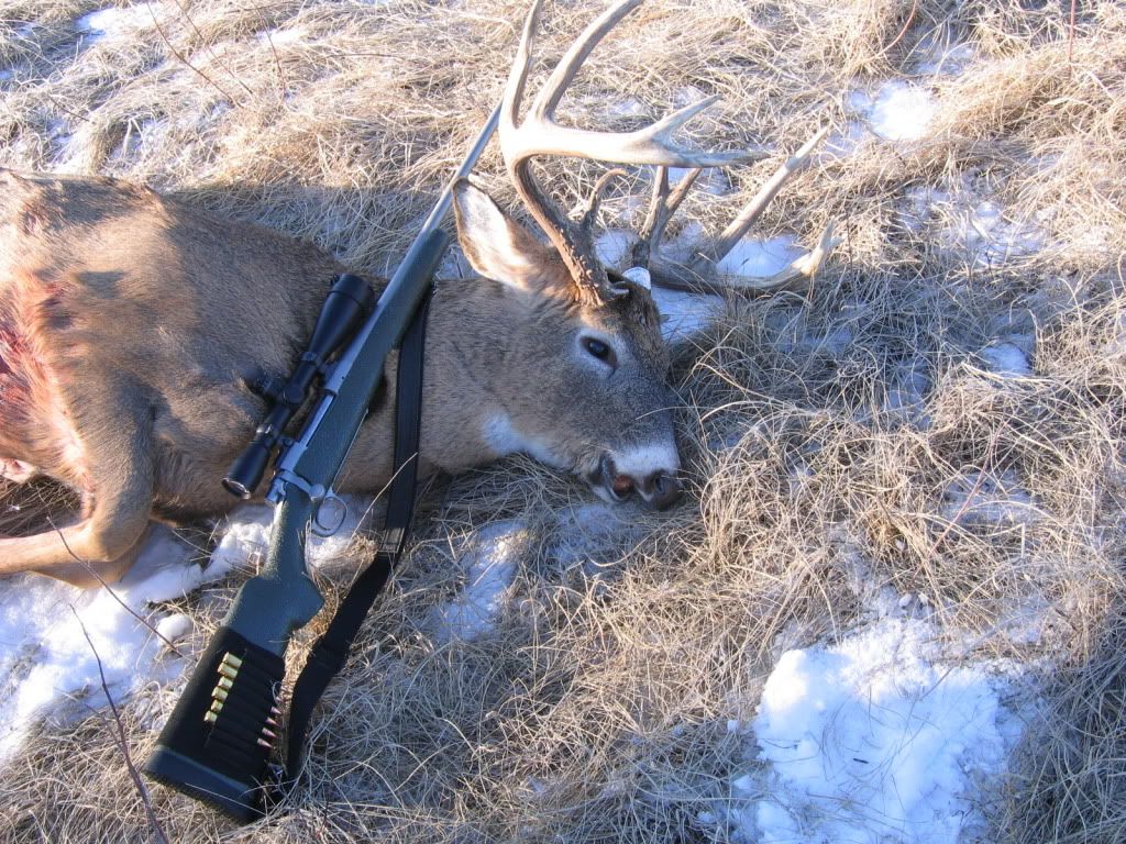 deer009.jpg