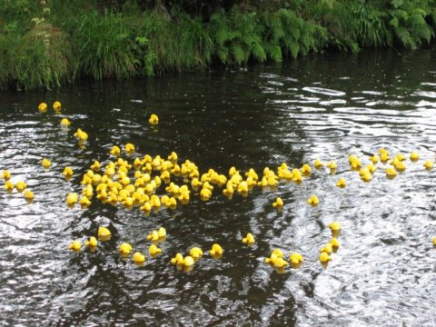 oxspring_duckrace1.jpg