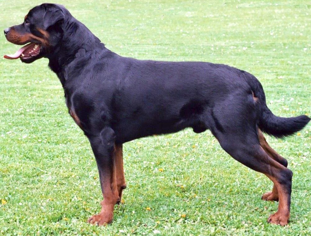 Rottweiler_standing_facing_left.jpg
