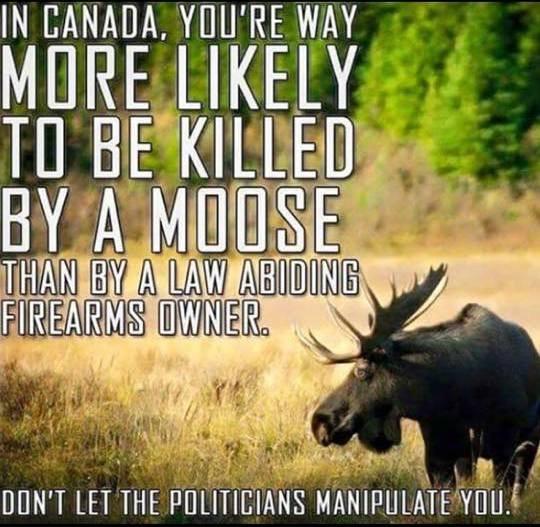moose10.jpg