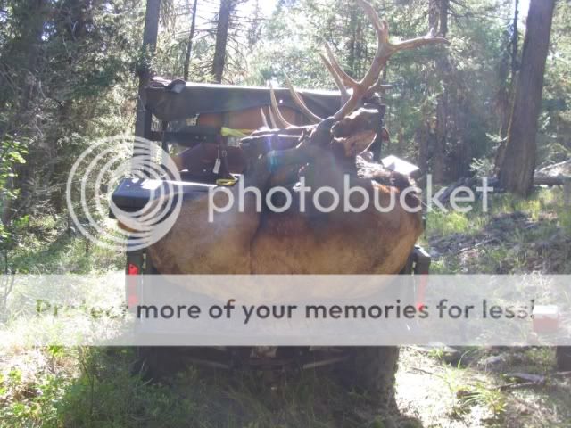 elk.jpg