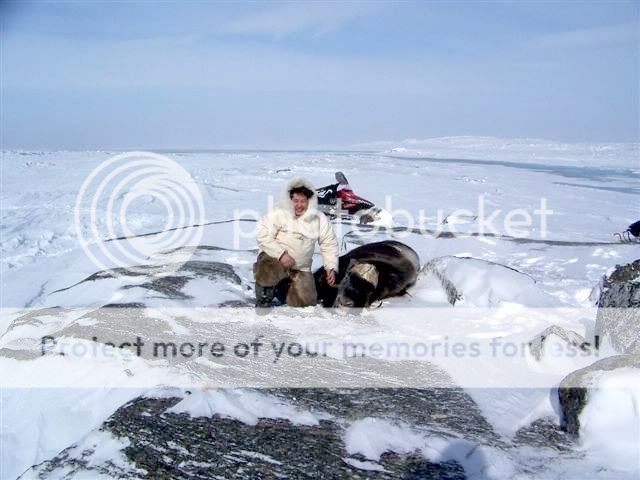 muskoxhunt2.jpg