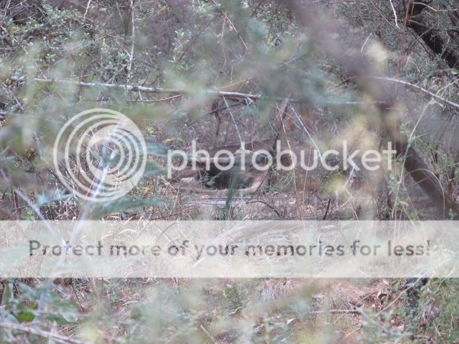 IMG_0435sambarrrr.jpg~original