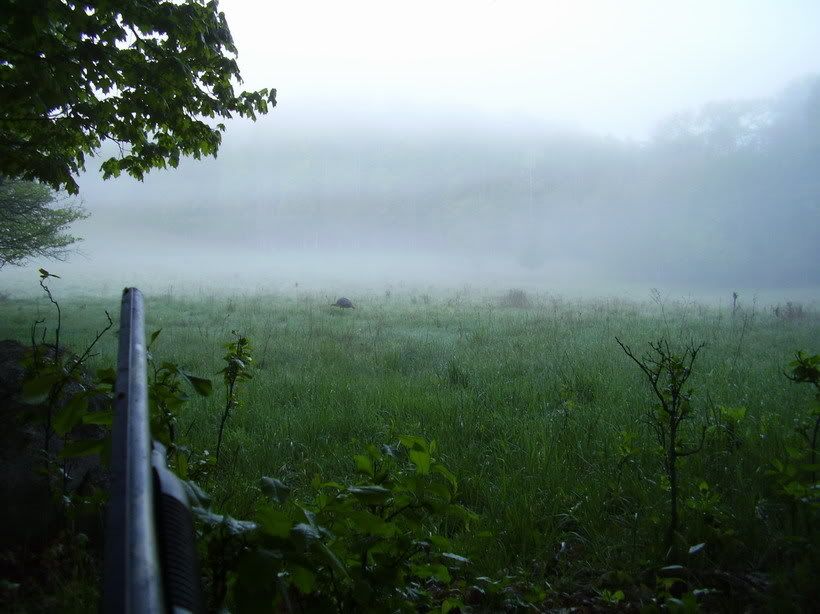Turkeyhuntingmistymorning120dpi.jpg