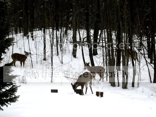 4deer2.jpg