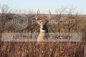 Whitetail3.jpg
