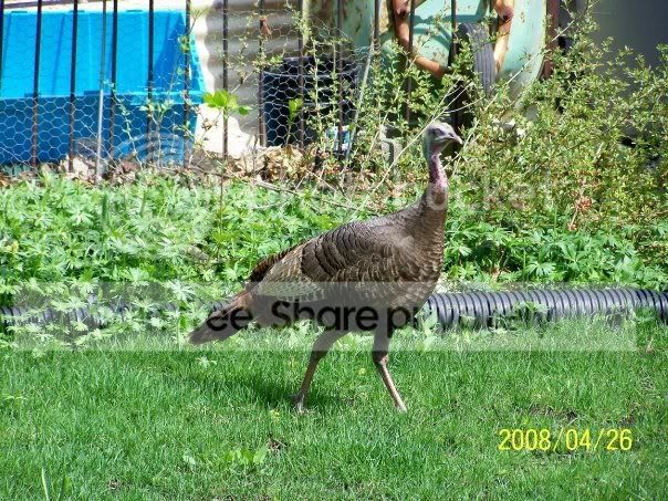 turkeyinmybackyard.jpg