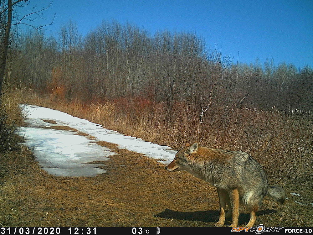 TrailCam_Coyote_2.JPG