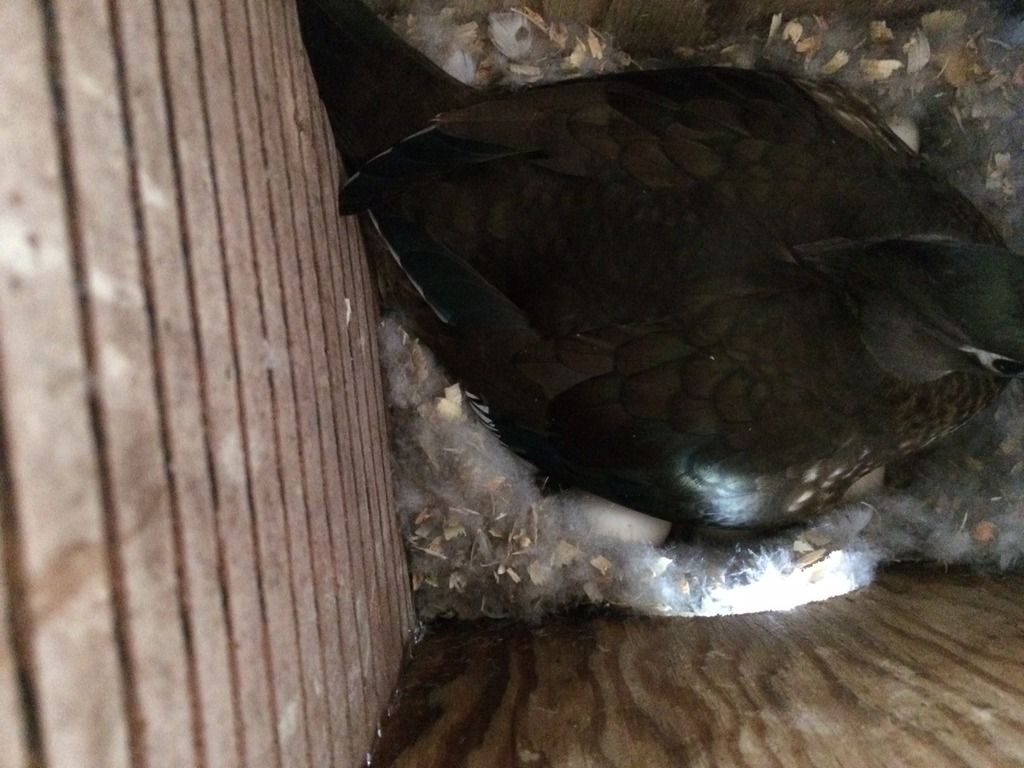 image_zpslmxbj8as.jpeg~original