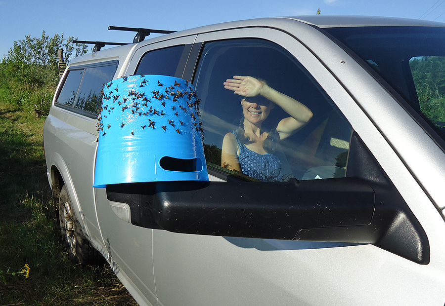 Deer_Flies_Blue_Bucket_lowres.JPG