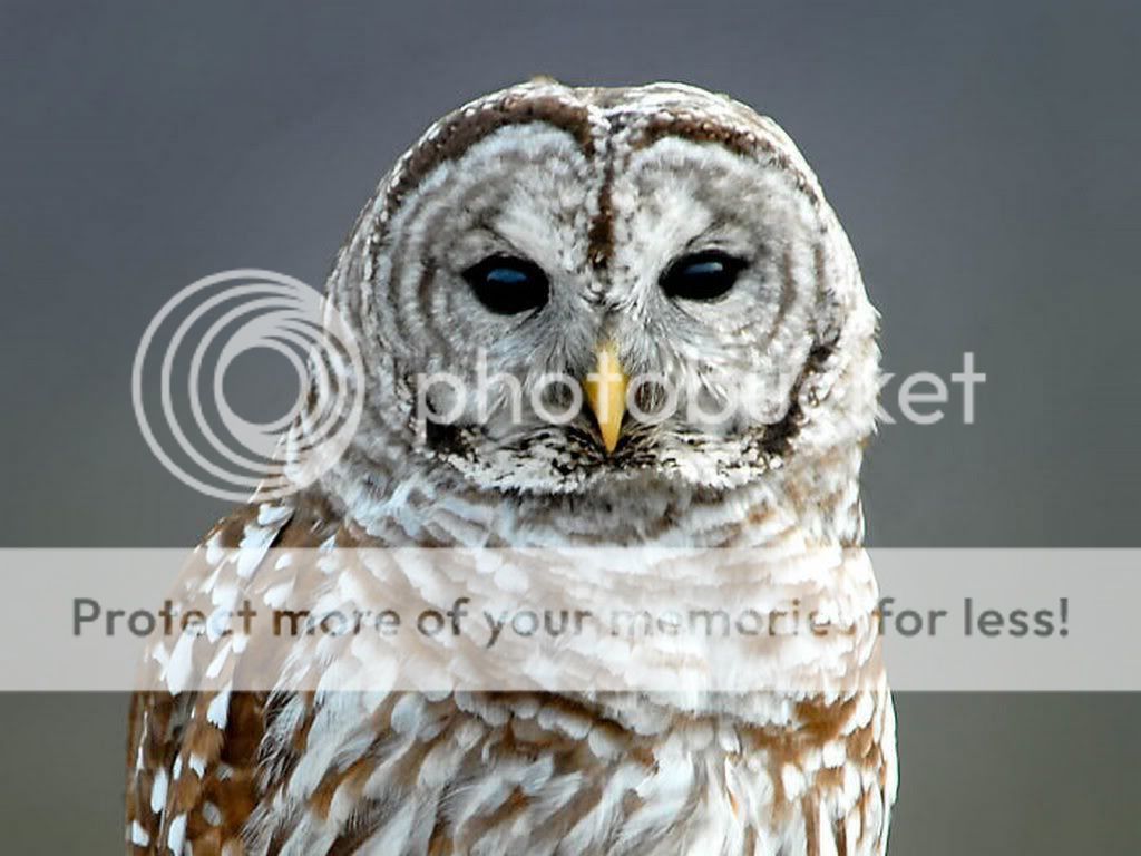 Barredowl25.jpg