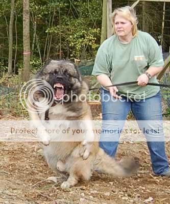 Caucasian_Shepherd_Temprament.jpg