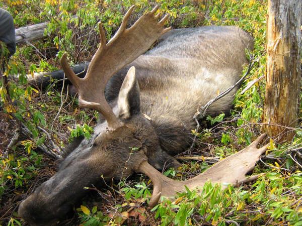 MooseHunting1107.jpg