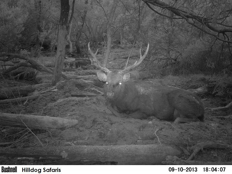 PICT0848stag5.jpg~original