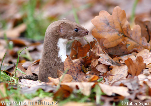 least-weasel-7_1.jpg