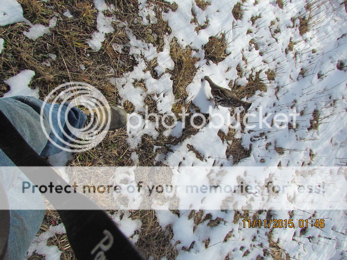 IMG_3118_zpsnep2eoif.jpg~original