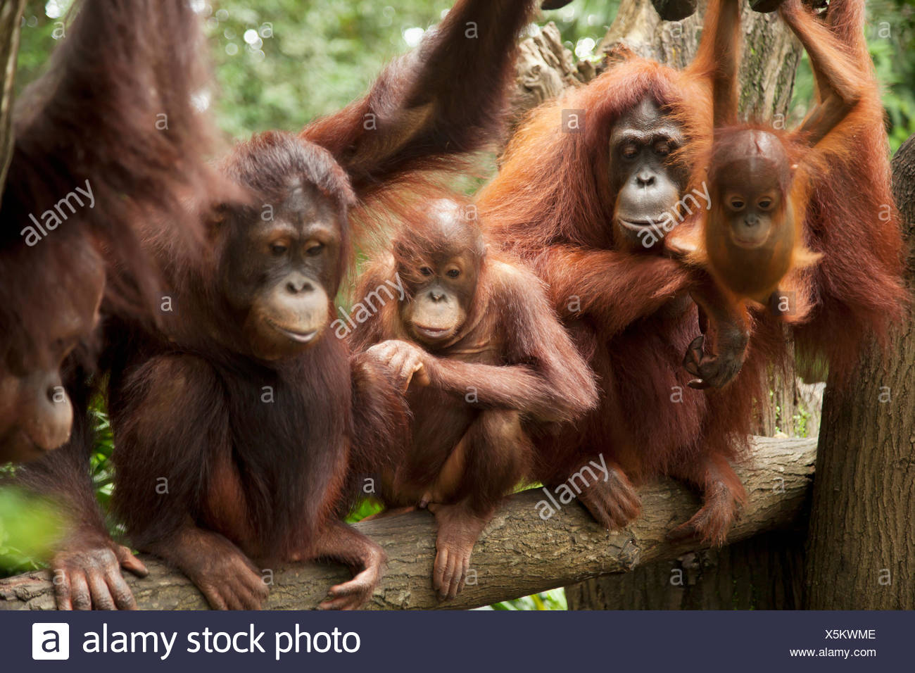 a-family-of-orangutans-at-the-singapore-zoo-singapore-X5KWME.jpg