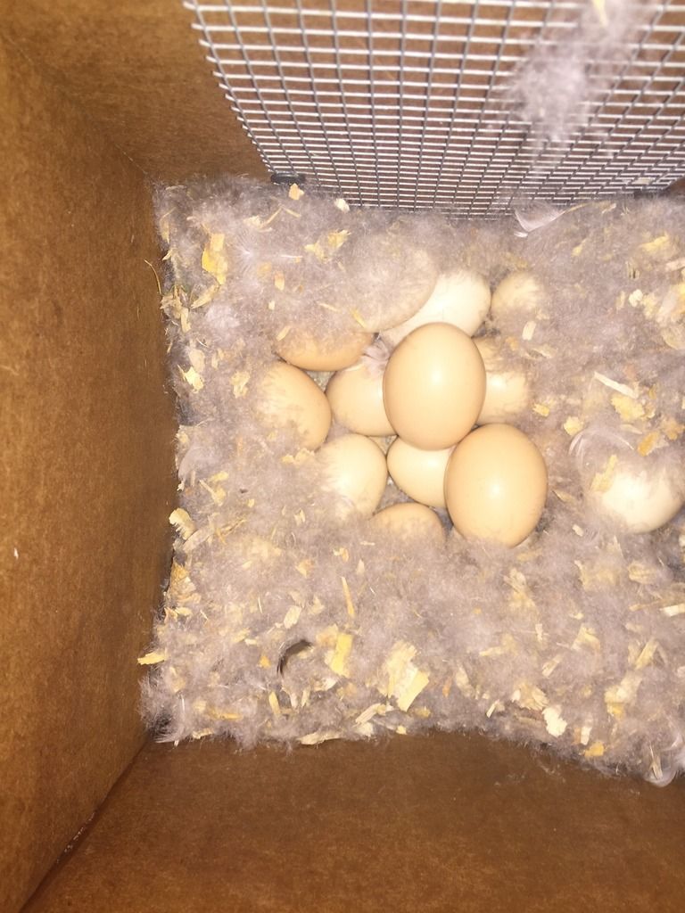 image_zpsybha3nya.jpeg~original