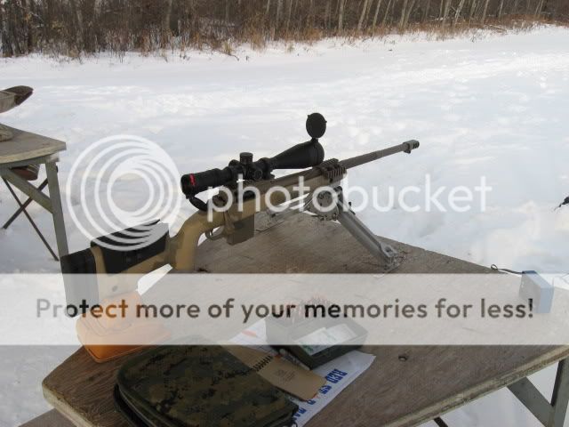 coyote271.jpg