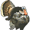 turkeyGobble.gif