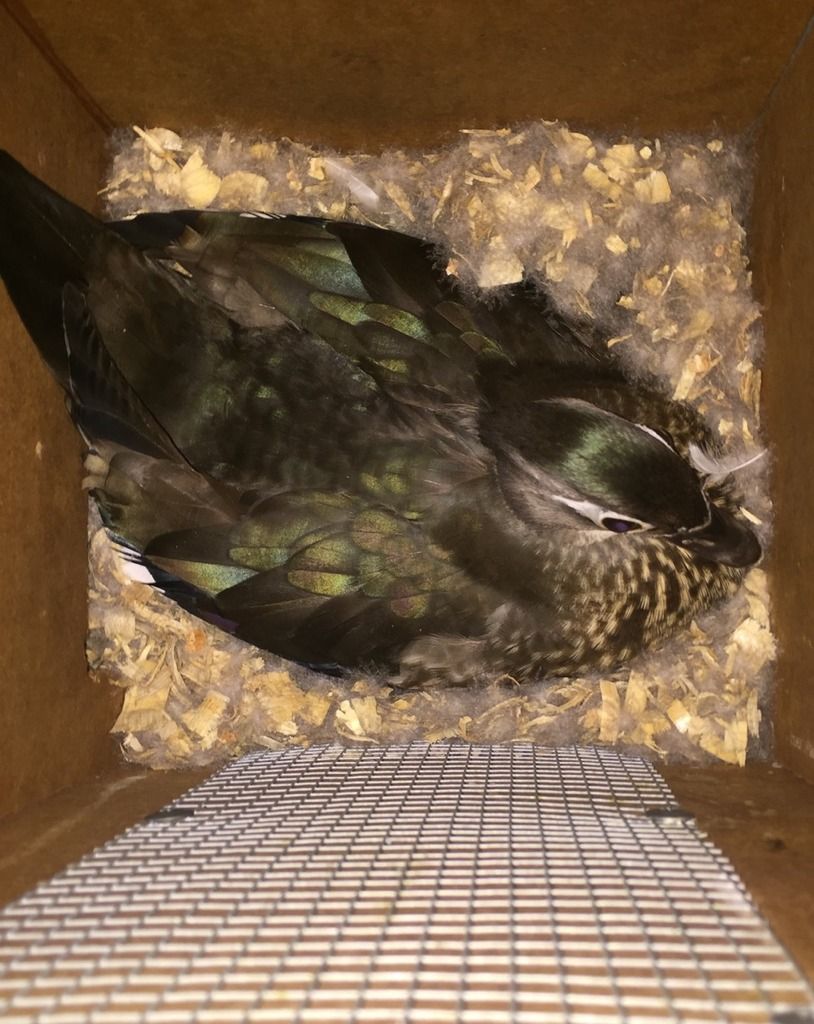 image_zps4ccsvxbx.jpeg~original