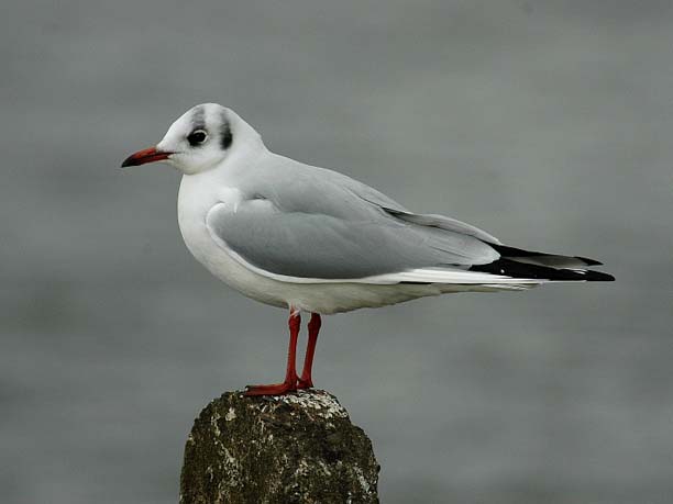 Black-headedGull2005-01-21-001.jpg