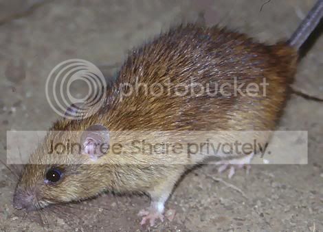 rats-paris.jpg