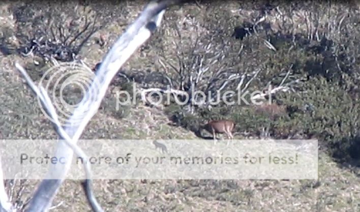 deer%20dog2.jpg~original