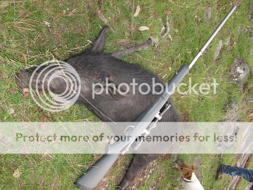 IMG_2640KM708pig.jpg~original