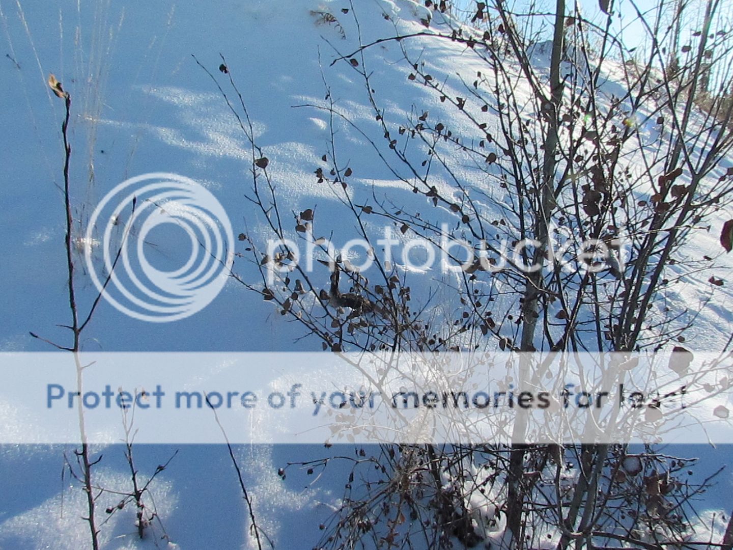 IMG_1354_zps5de5ecda.jpg~original