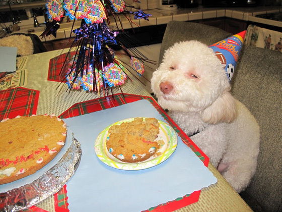 DOG-BIRTHDAY.jpg