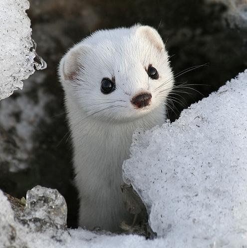 25983,xcitefun-baby-weasel.jpg