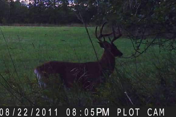 Buck.jpg
